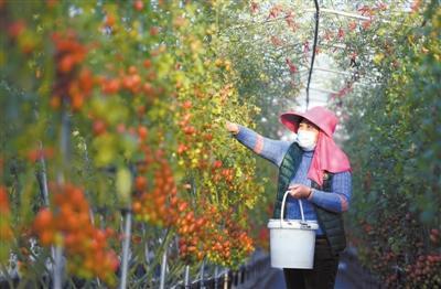 “互联网+农技” 保障防疫时期春耕生产不停歇
